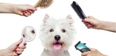 full grooming service