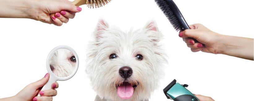 full grooming service