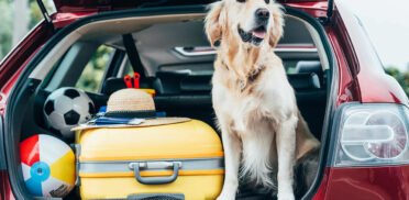 pet travel