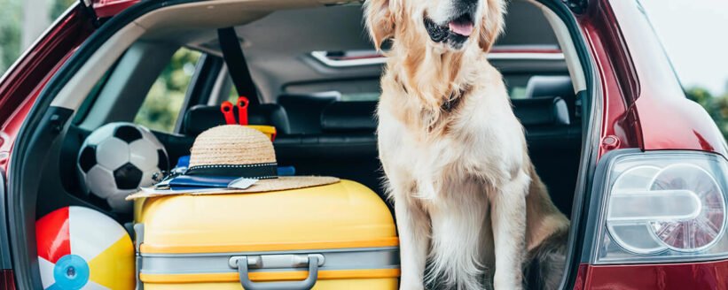 pet travel