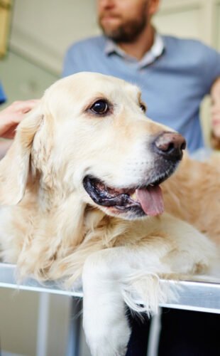 Dog,On,Medical,Table